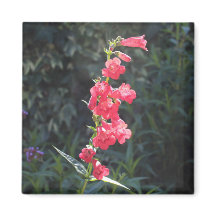 Sunlit Rosa Penstemon Flower Sprig