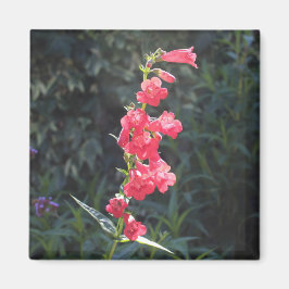 Sunlit Rosa Penstemon Flower Sprig Magnet