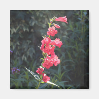 Sunlit Rosa Penstemon Flower Sprig Magnet