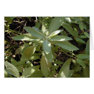 Sunlit Sage Card Hälsningskort