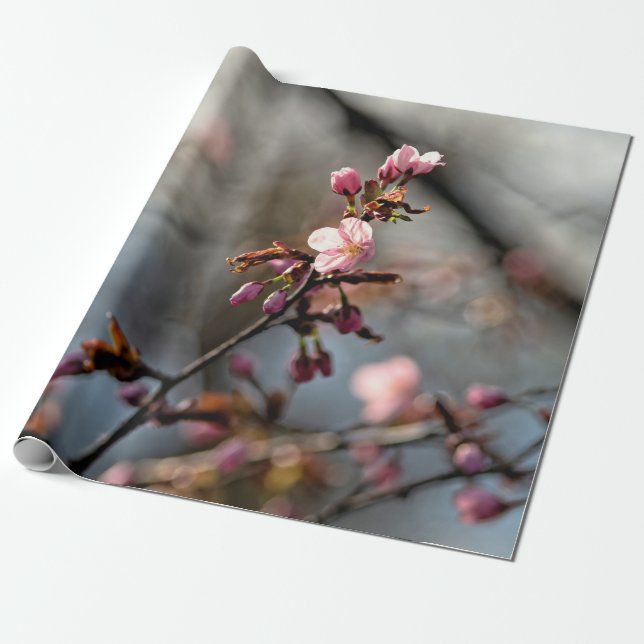 Sunlit Sakura Flowers against the Cloudy Himlar Presentpapper (Utrullad)