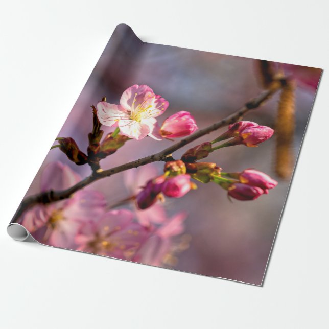 Sunlit Sakura Flowers and Busks on a clear Day Presentpapper (Utrullad)