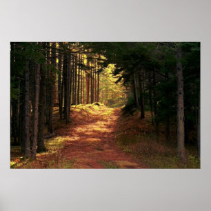 Sunlit skogväg poster