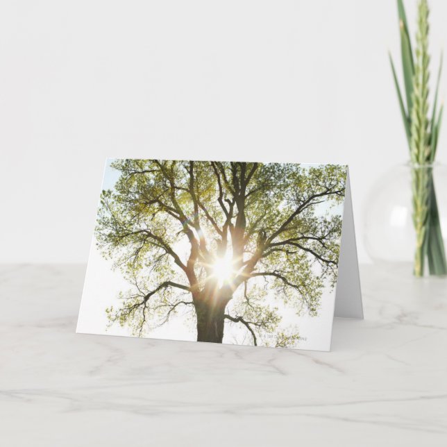 Sunlit träd kort (Framsida)