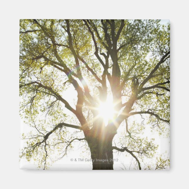 Sunlit Träd Magnet (Framsidan)