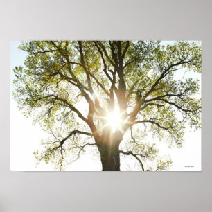 Sunlit träd poster