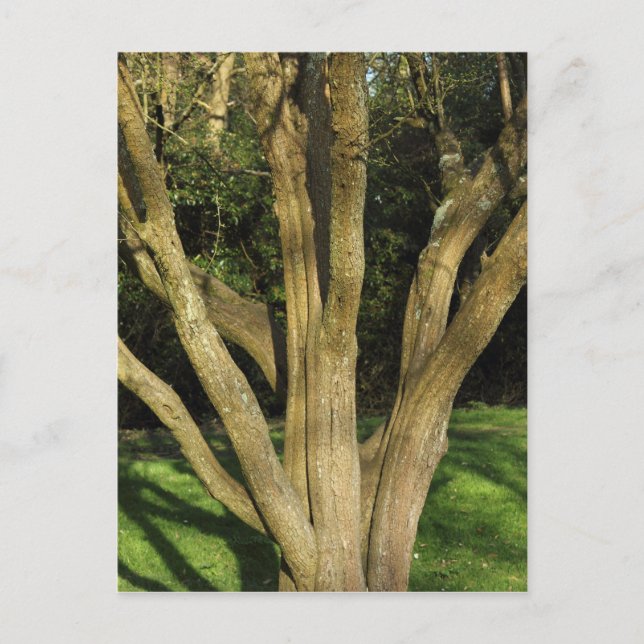 Sunlit Träd Vykort (Framsida)