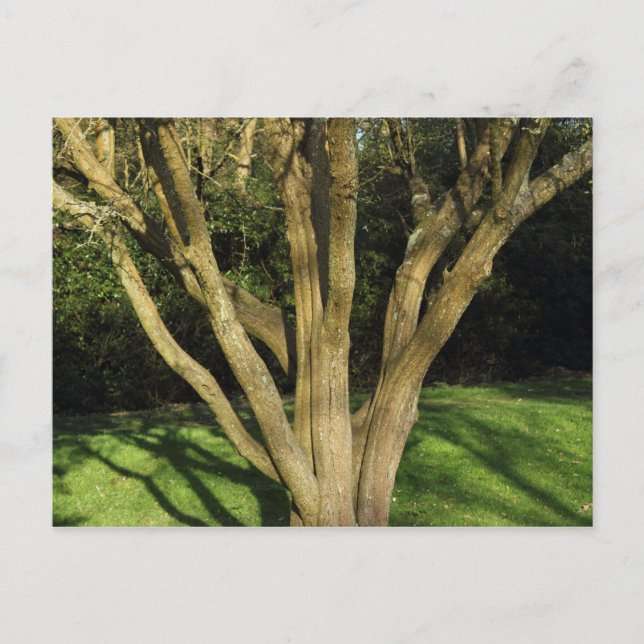 Sunlit Träd Vykort (Framsida)