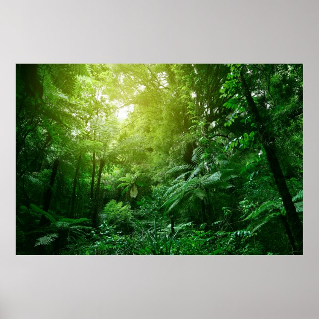 Sunlit tree canopy in tropical jungle  poster (Framsidan)