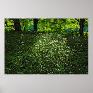 Sunlit Undergrowth. Blackweir Skogen, Cardiff Poster