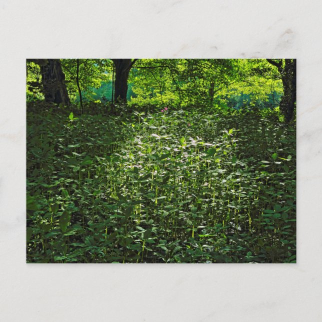 Sunlit Undergrowth. Blackweir Skogen, Cardiff Vykort (Framsida)