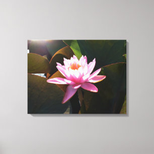 Sunlit Waterlily Rosa Blommigt Vatten Garden Canvastryck