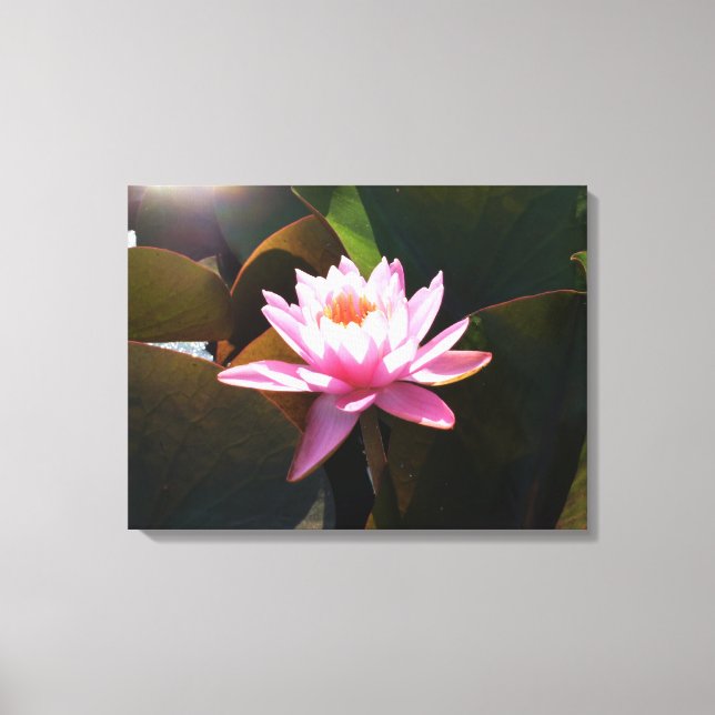 Sunlit Waterlily Rosa Blommigt Vatten Garden Canvastryck (Framsida)