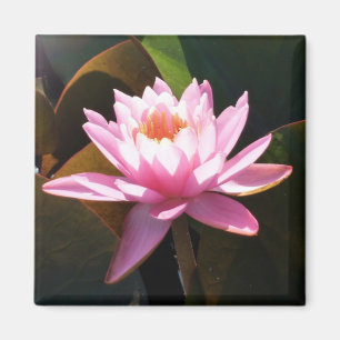 Sunlit Waterlily Rosa Blommigt Vatten Garden Magnet