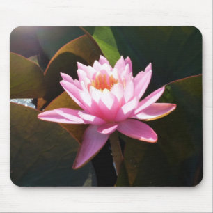 Sunlit Waterlily Rosa Blommigt Vatten Garden Musmatta