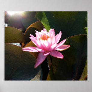 Sunlit Waterlily Rosa Blommigt Vatten Garden Poster