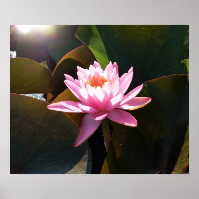 Sunlit Waterlily Rosa Blommigt Vatten Garden Poster (Framsidan)