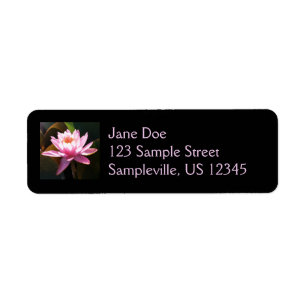Sunlit Waterlily Rosa Blommigt Vatten Garden Returadress Etikett