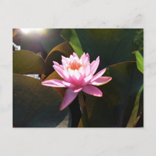 Sunlit Waterlily Rosa Blommigt Vatten Garden Vykort