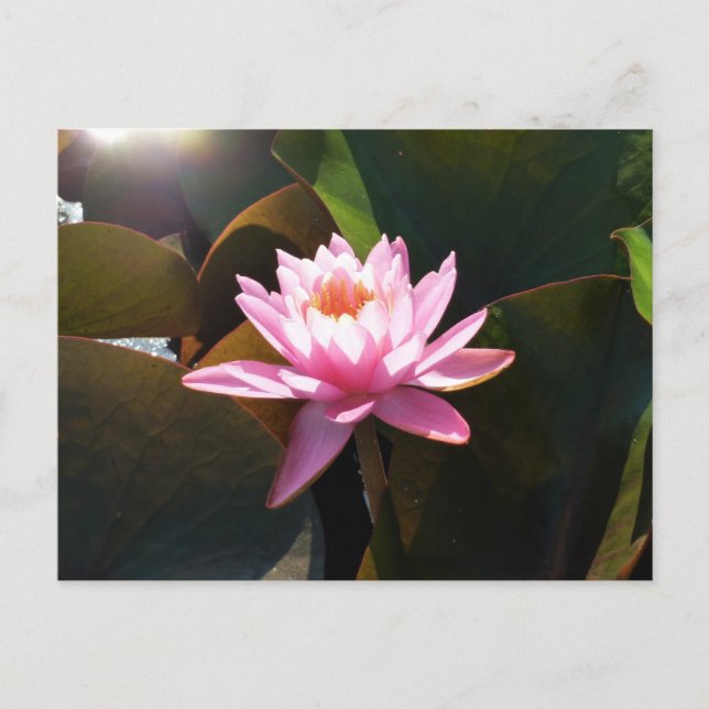 Sunlit Waterlily Rosa Blommigt Vatten Garden Vykort (Framsida)