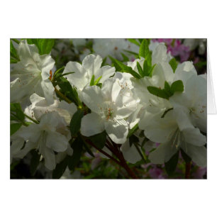 Sunlit White Azaleas BeSnya Vår blommor Hälsningskort