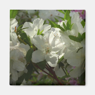 Sunlit White Azaleas BeSnya Vår blommor Magnet