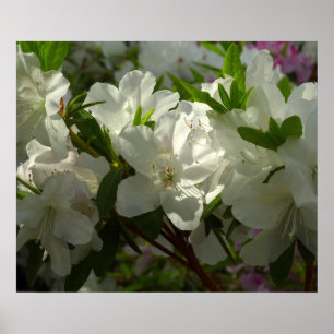 Sunlit White Azaleas BeSnya Vår blommor Poster