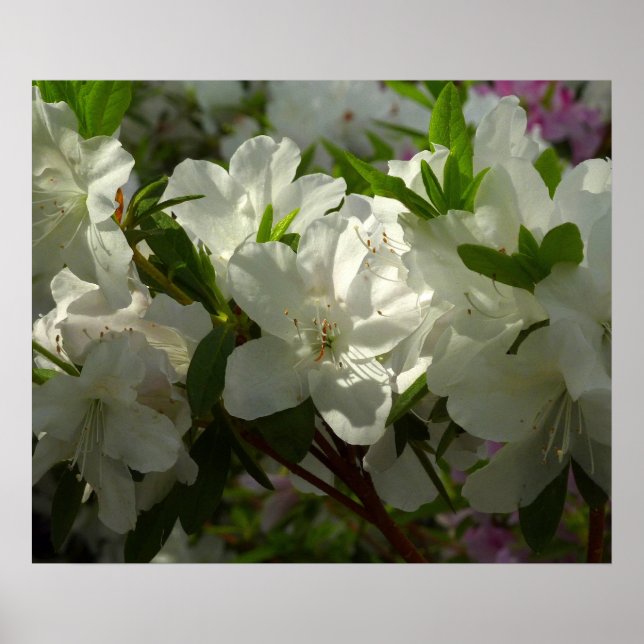 Sunlit White Azaleas BeSnya Vår blommor Poster (Framsidan)