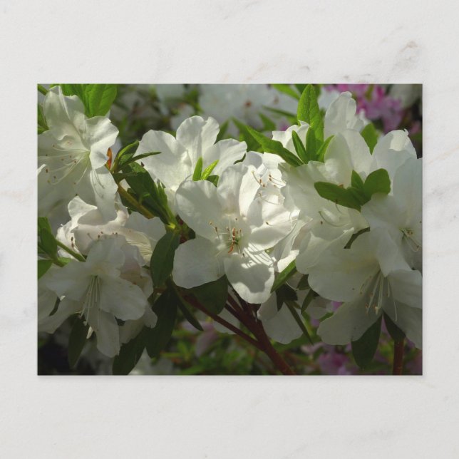 Sunlit White Azaleas BeSnya Vår blommor Vykort (Framsida)