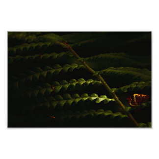 Sunlit woodland ferns (6174) fototryck