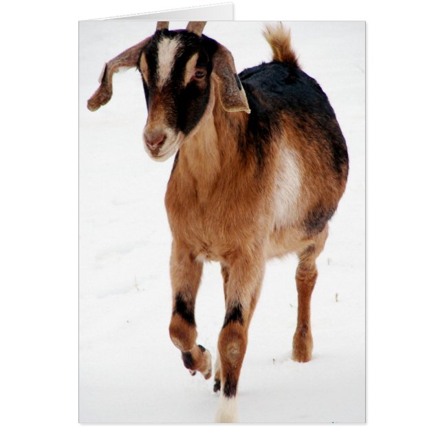 Sunni Dashin' i Snö Hälsningskort (Framsidan)