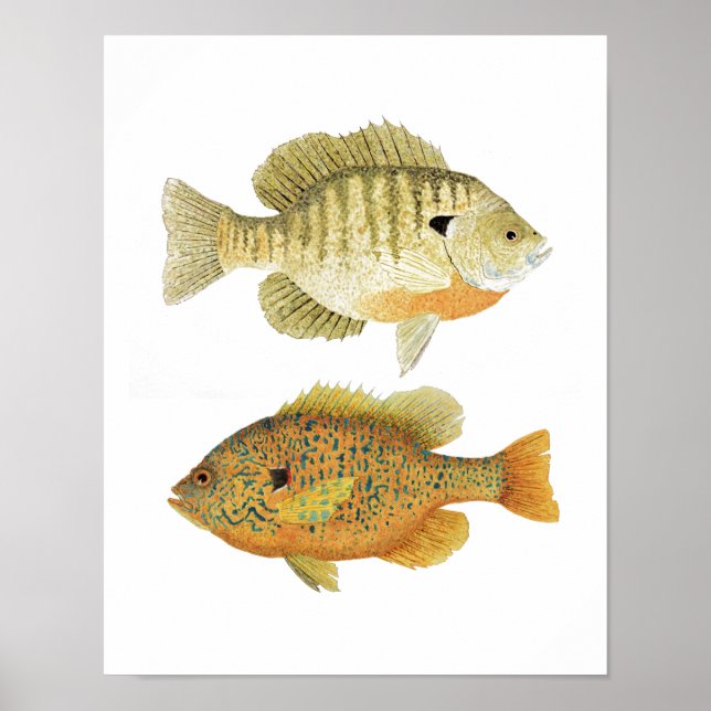 Sunnies- Bluegill & Pumpkinseed Poster (Framsidan)