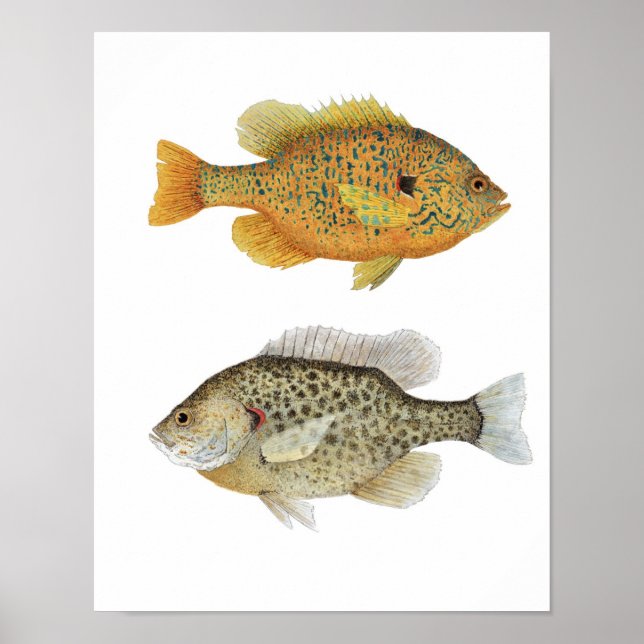 Sunnies Poster (Framsidan)