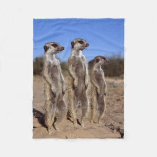 Sunning av den Meerkats ullfilten Fleecefilt