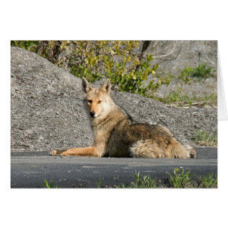 Sunning Coyote Hälsningskort