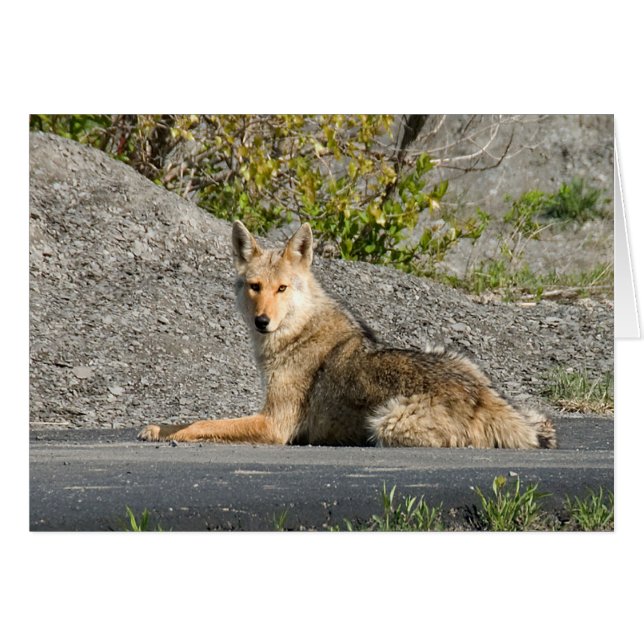 Sunning Coyote Hälsningskort (Framsidan Horizontal)