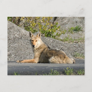 Sunning Coyote Vykort