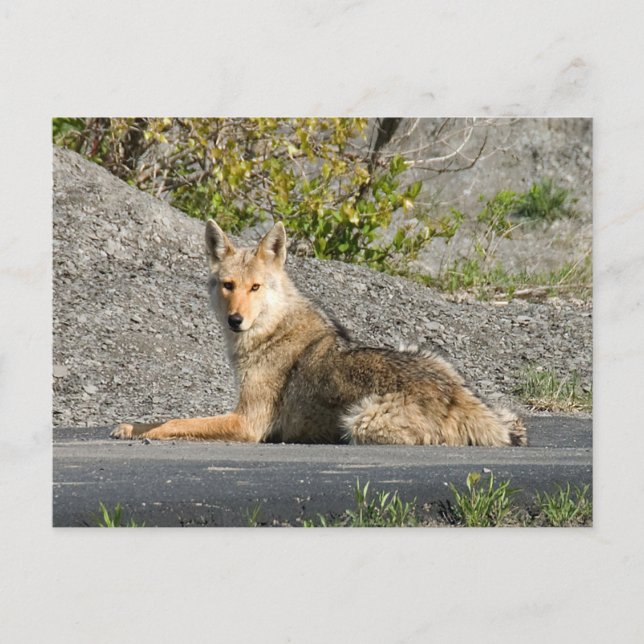 Sunning Coyote Vykort (Framsida)