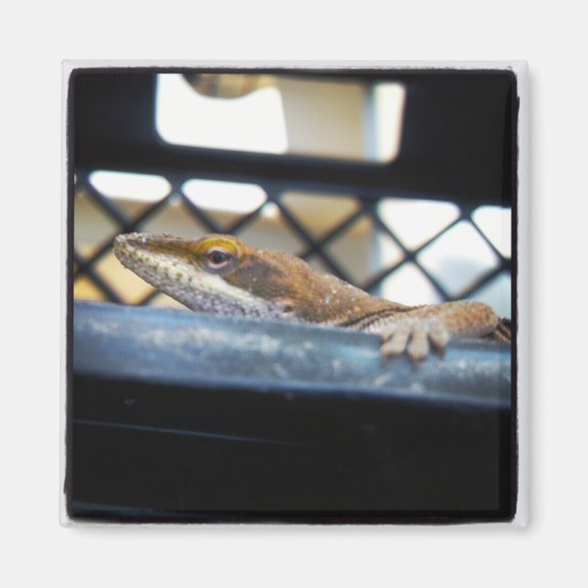 Sunning Grönt Anole Lizard Photo Magnet (Framsidan)