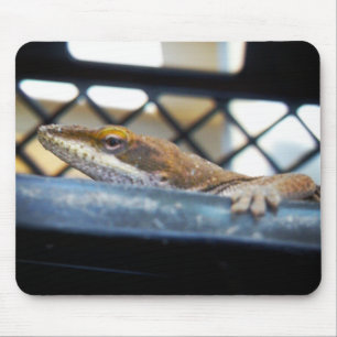 Sunning Grönt Anole Lizard Photo Musmatta