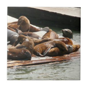 Sunning Sea Lejon i San Francisco Kakelplatta