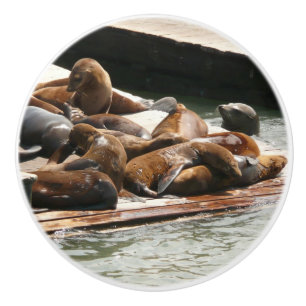 Sunning Sea Lejon i San Francisco Knopp