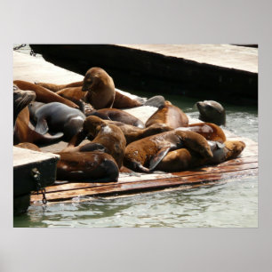Sunning Sea Lejon i San Francisco Poster