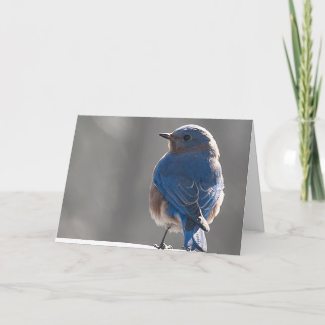 Sunny Bluebird Kort (Framsida)