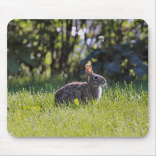 Sunny Bunny Musmatta