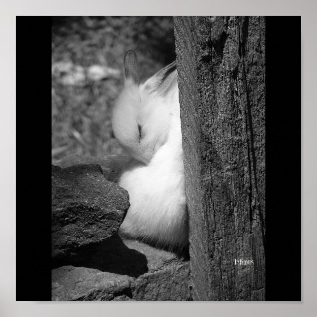 Sunny Bunny Poster (Framsidan)