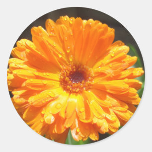 Sunny Calendula Raindrops Runt Klistermärke