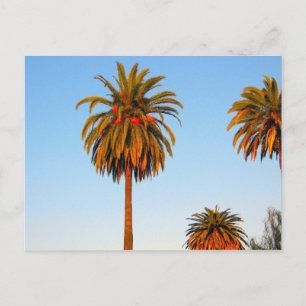 Sunny California Handflatan Träd vykort
