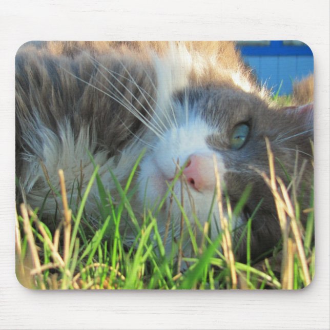 Sunny Cat is Sunny Musmatta (Framsidan)