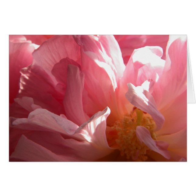 Sunny Confederate Ro OBS Kort (Framsidan Horizontal)